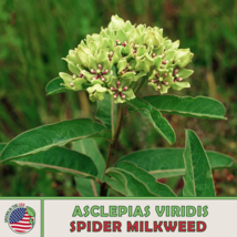 Spider Milkweed Seeds, Monarch Butterfly Attractor &amp; Host Plant Genuine 20 Seeds - £9.37 GBP