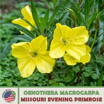 50 Missouri Evening Primrose Seeds Native Wildflower Pollinator Attractor Fresh  - £4.76 GBP