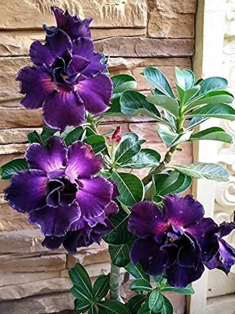 5 Adenium Seeds, Desert Rose with Purplish Black with Few White on Petals - $8.98