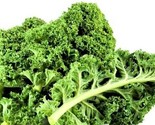 Dwarf Siberian Kale Seed 200 Seeds Non-Gmo Fast Shipping - £6.41 GBP