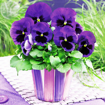 30 Seeds Pansy Swiss Violet Flowers Seeds Viola Wittrockiana A Must Bonsai In Wi - $2.94