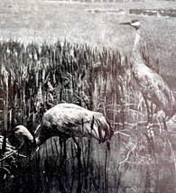 Sandhill Crane In Wetlands Of Florida 1936 Bird Print Nature DWU13 - £15.67 GBP