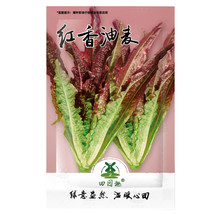 2500 pcs Seeds Chinese leaf lettuce Sword pointed lettuce A Choy FRESH SEEDS - £5.49 GBP