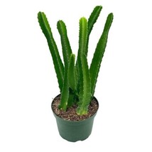 Stapelia gigantea, Giant Starfish Flower, Rare Huernia, Huge in 6 inch Pot - £44.15 GBP