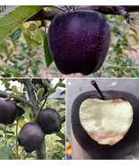 LimaJa Black Diamond Apples Fruit Garden Planting Beautiful Juicy Edible... - £7.07 GBP