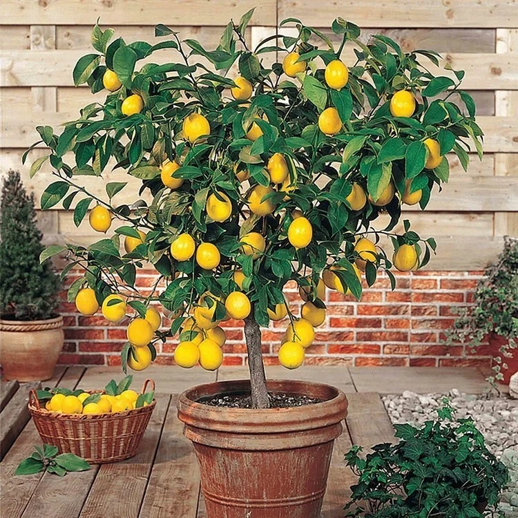 30pcs Perfume Lemon Seeds - Grow Your Own Delicious Fruit-Bearing Bonsai... - $6.53