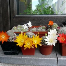 Vibrant Rebutia Cactus Mix - 10 Colorful Seeds, Indoor/Outdoor Desert Plant, Uni - £7.61 GBP