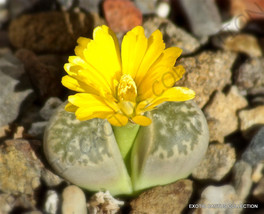 RARE LITHOPS GEYERI @ living stones exotic mesembs rocks succulent seed 15 SEEDS - £7.03 GBP