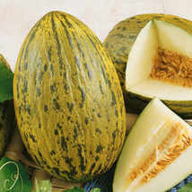 10 Piel De Sapo Melon Seeds Sweet Juicy Melon Grown In Usa Gardening - $12.75