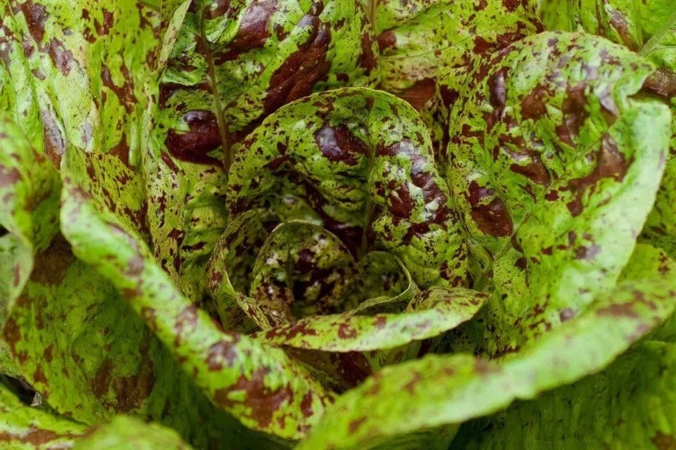 2000+ FRECKLES ROMAINE LETTUCE SEEDS ------------------------ Heirloom -... - $8.46