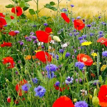 Grow In US 500 Seeds Wildflower Mix Fall Maximum 42 Species Annuals Perennials  - £8.09 GBP