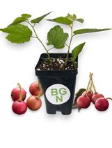 Red Jamaican Cherry - Strawberry Tree - Muntingia calabura - Fast Growin... - $14.82