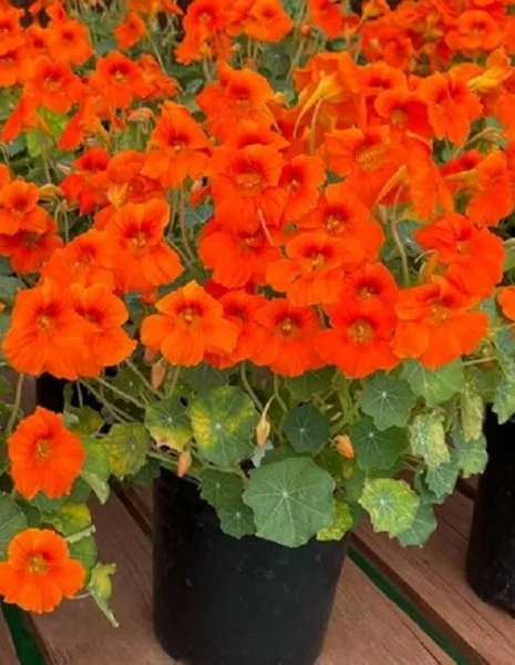 Nasturtium Seeds 25 Nasturtium Baby Orange Seeds Flower Seeds Fresh New - £11.52 GBP