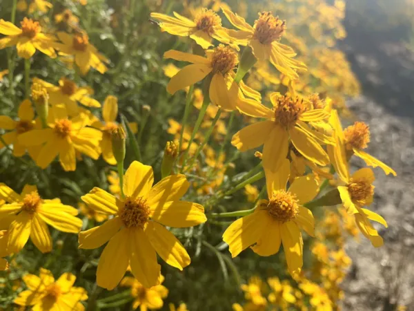 Mexican Marigold Lemmon&#39;S Marigold Copper Canyon Daisy 100+ Seeds - £10.27 GBP