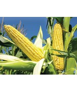 SRN Oaxacan Olotillo Amarillo Corn Seeds 100 Mexican Heirloom Non-Gmo Ga... - $552.96 MXN