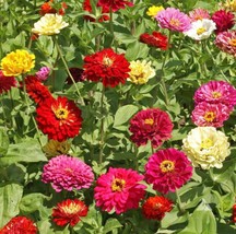 State Fair Zinnia Seeds 100+ Flower Elegans Annual Mixed    From US - £5.78 GBP