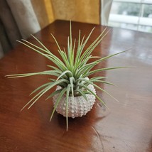 Air Plant in Urchin Shell, Live Tillandsia Ionantha airplant in seashell holder image 4