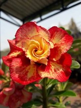 JGBOS Sell 4 Red Orange Desert Rose Seeds Adenium Obesum Flower Perennial Seeds  - $9.00