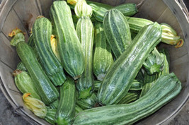 Semilir 25 Costata Romanesco Zucchini Squash Seeds for Planting USA  Fast Grow F - £8.86 GBP