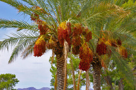 FRESH 10 Seeds Palm Date Tree Phoenix Dactylifera  - $10.00