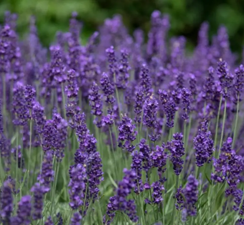 LAVENDER MIX Munstead &amp; Vera 200 Seeds Perennial Medicinal Dried Flowers Non-GMO - £7.09 GBP