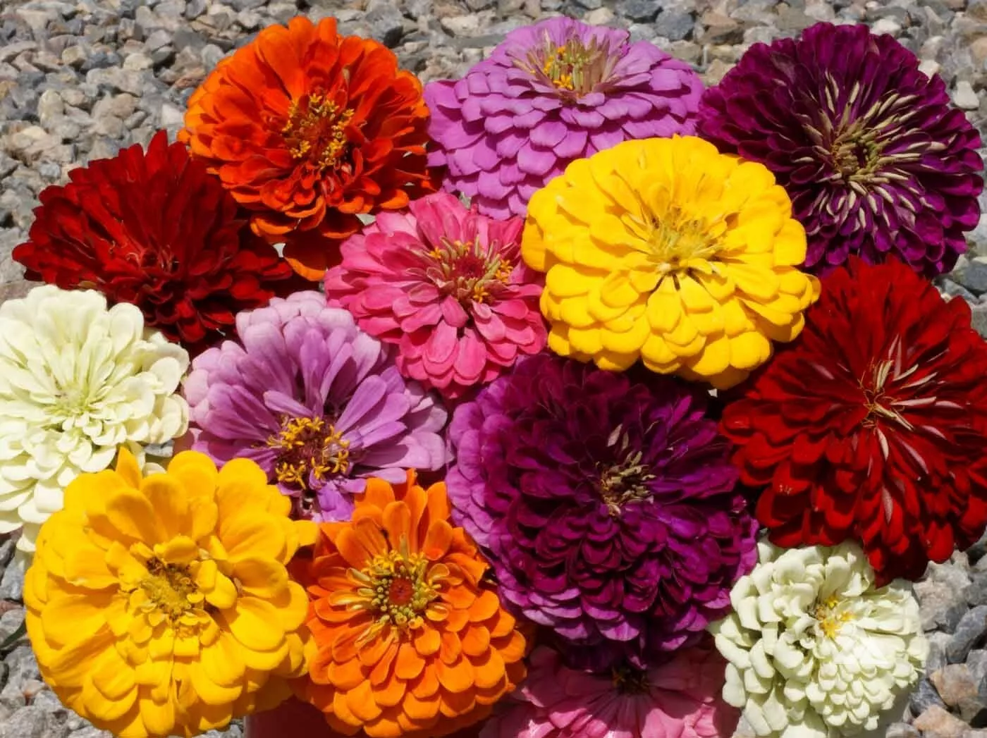 300 MIX GIANT DAHLIA ZINNIA Flower Seeds Summer Garden - $75.83 MXN