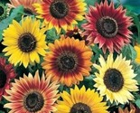 Autumn Beauty Sunflower Seed 50 Seeds Non-Gmo Fast Shipping - $7.99