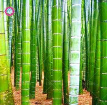 US Seller Chinese Moso Giant Bamboo Seed Phyllostachys Heterocycla Pubescens Fas - £10.38 GBP