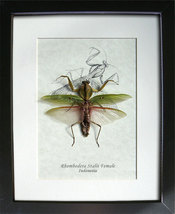 Rhombodera Stalii Real Hood Mantis Museum Quality Entomology Collectible... - £62.21 GBP+
