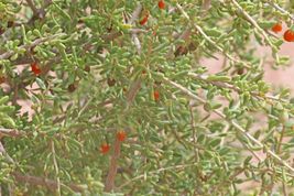 FREE SHIPPING 50+ seeds w/ chaff Desert Tomato {Lycium andersonii}  - £10.20 GBP