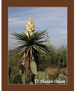 Texas Scenic ~ WF0118C ~ Fine Art Photography - $24.01 CAD