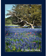 Texas Bluebonnets - Fine Art Print - WF0075C - £13.77 GBP