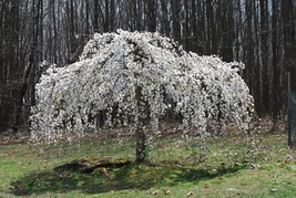 5 Weeping White Cherry Tree Seeds Flowering Seed Japanse Ornimental Gard... - €7,68 EUR