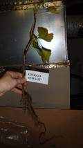 Sent with roots wrapped One ginkgo biloba plant 6-12 inches tall - £49.55 GBP