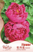 Fresh 10 Packs 8 Seeds / Pack Feral Luoyang Red Peony Plants With Big Red Flower - £7.29 GBP