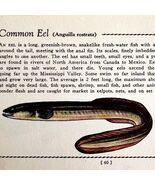 Common Eel 1939 Fresh Water Fish Art Gordon Ertz Color Plate Print PCBG20 - $547.38 MXN