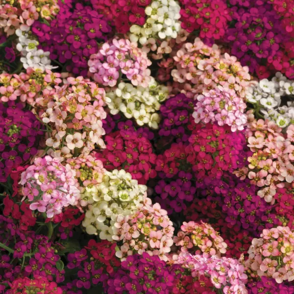 Alyssum Easter Bonnet Mix Seeds 25 Seeds Fresh Garden - £7.66 GBP