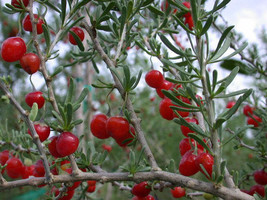 VP Lycium Carolinianum, Florida Native Tree Christmas Berry Bonsai Seed ... - £8.33 GBP