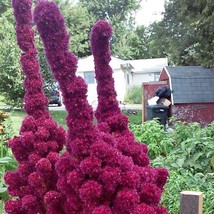 Purple Elephant Head Amaranth Seeds Gardening Easy Grow USA SHIPPING - £7.46 GBP