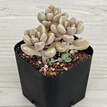 Succulent Pot Plant - Graptopetalum Mendozae - In 2&quot; Pot - $123.10 MXN