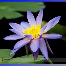 RJ New Light Purple Water Nymph Flower Seeds, Professional Pack, 1 Seed ... - $5.27