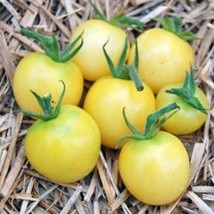 25 Whitest Cherry Tomato Seeds Fresh Seeds Fast Shipping - £12.63 GBP