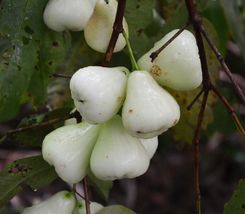 1Pcs White Wax Apple / Jambu 12”-24” Syzygium Samarangense Live Fruit Tree - £62.93 GBP