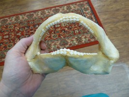 (sj275-40-6) 7&quot; Tawny Nurse SHARK jaw species carpet sharks I love jaws teeth - £94.16 GBP