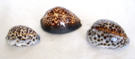 Lot Of 3 Vintage Rare Natural Brown, White, Matte Unique Spotted Cowrie Shells - £23.74 GBP