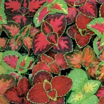 350+Coleus Rainbow Mix Seeds Shade Houseplant Groundcover From US - £7.38 GBP