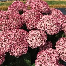 5 Incrediball Blush Hydrangea Seeds Perennial Flowers Flower Garden Seed 1428 Fr - $9.89