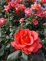 Ring of Fire 3 Gal. Live Bush Plant Hybrid Tea Rose Plants Fine Roses La... - £60.66 GBP