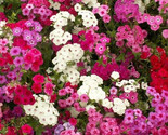Phlox Seeds 300 Mixed Colors Annual Flower Garden Bees Butterfly Fast Sh... - £7.20 GBP