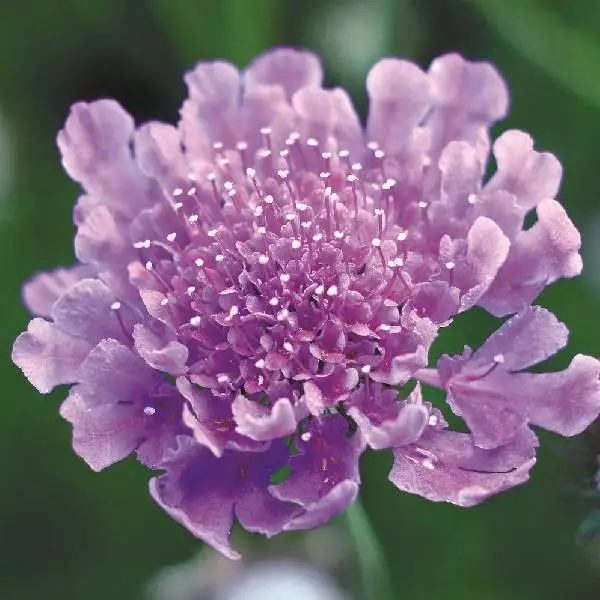 Variety Live Plants Scabiosa (Pincushion Flower) Healthy &amp; Well-rooted P... - £18.71 GBP